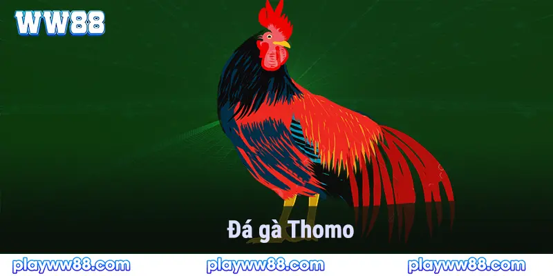 Đá gà thomo