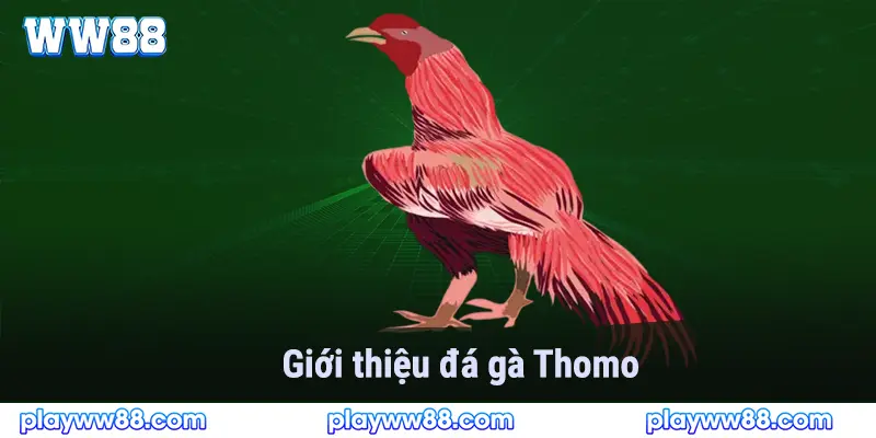 Giới thiệu về trò chơi đá gà thomo