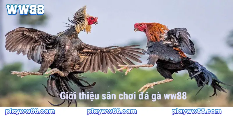 Giới thiệu về sản phẩm đá gà của WW88